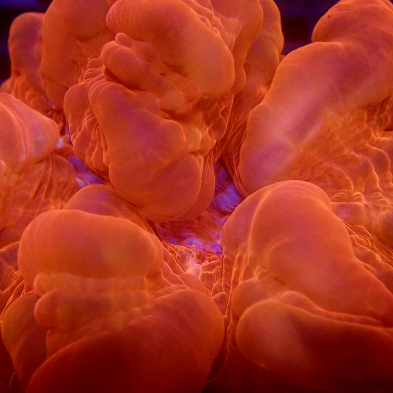LARGE Bubbly Red Cynarina WYSIWYG G6026