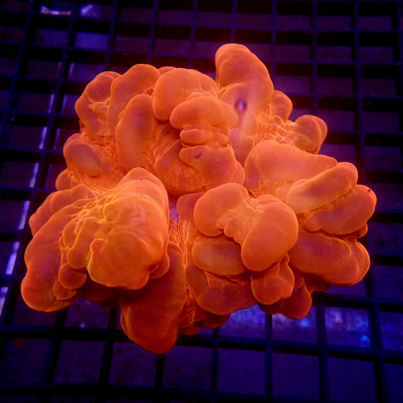 LARGE Bubbly Red Cynarina WYSIWYG G6026