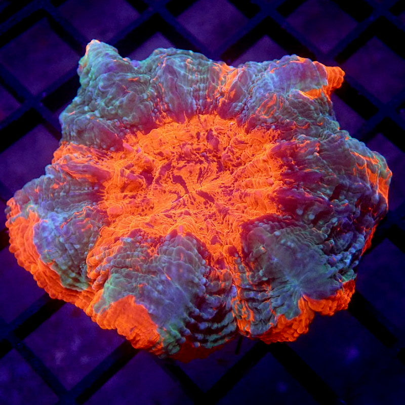UNIQUE Blue & Orange Acanthophyllia WYSIWYG G7087