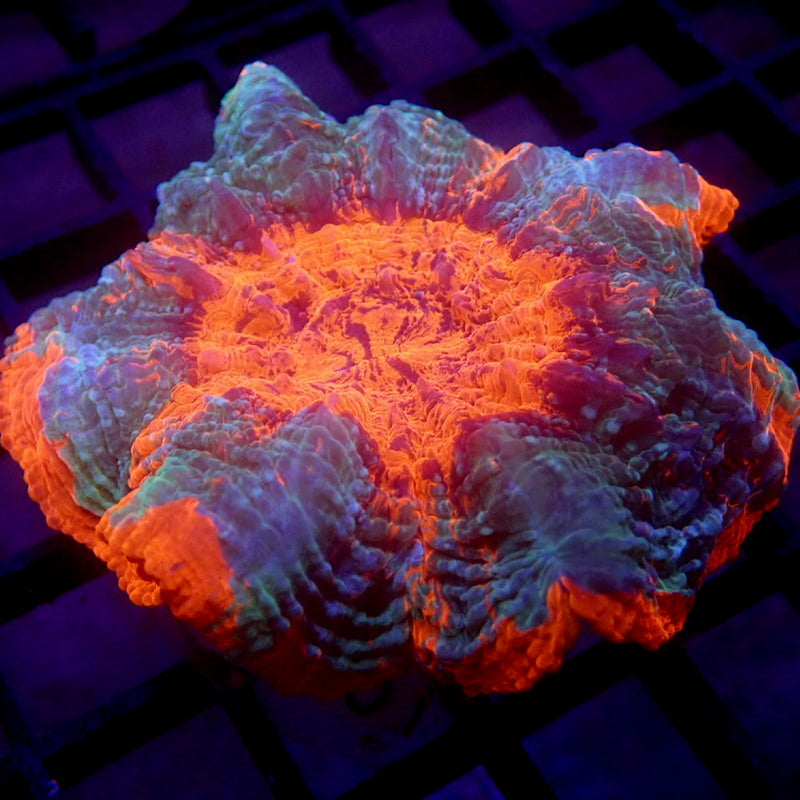 UNIQUE Blue & Orange Acanthophyllia WYSIWYG G7087