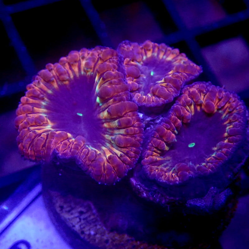 Rainbow Blastomussa WYSIWYG Blasto 1109