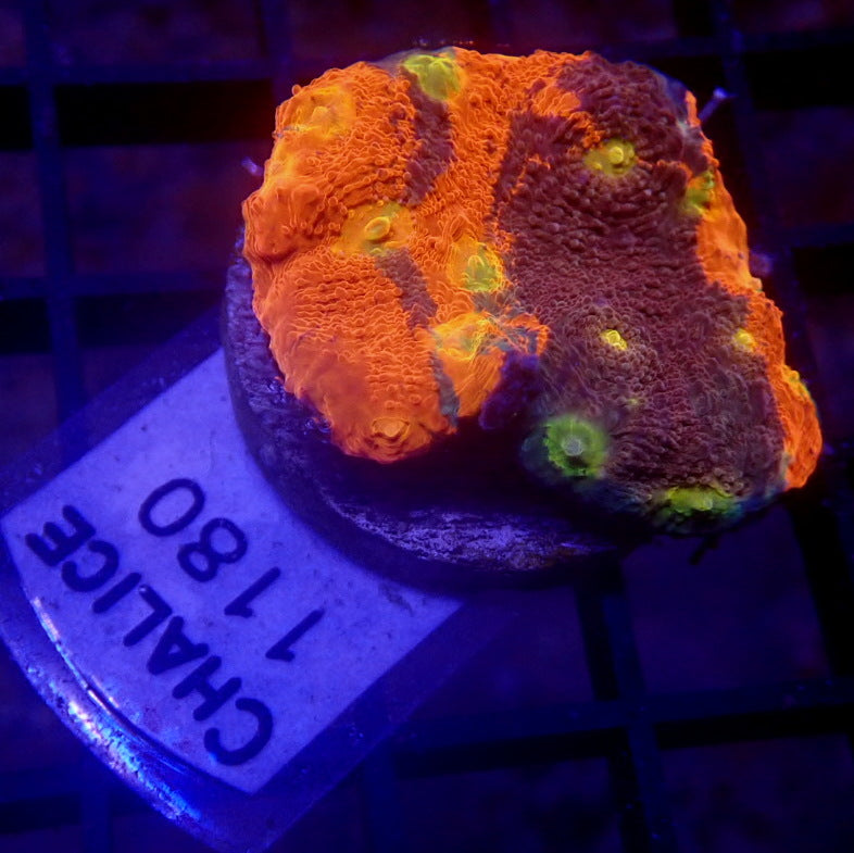 Rainbow Chalice Coral WYSIWYG Chalice 1180