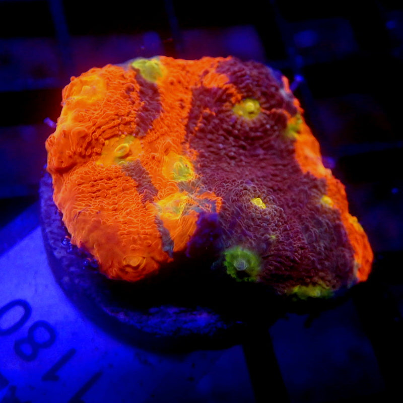 Rainbow Chalice Coral WYSIWYG Chalice 1180