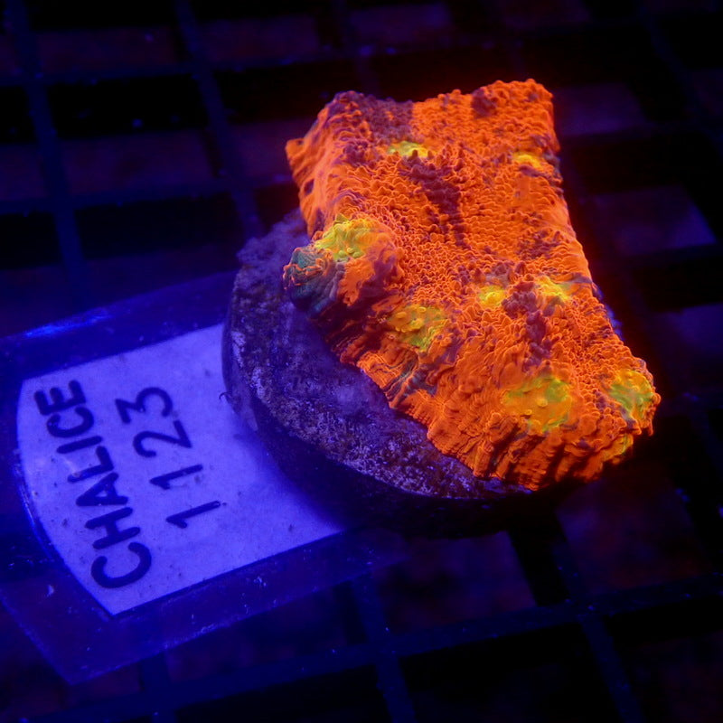 RAINBOW Chalice Coral WYSIWYG Chalice 1123