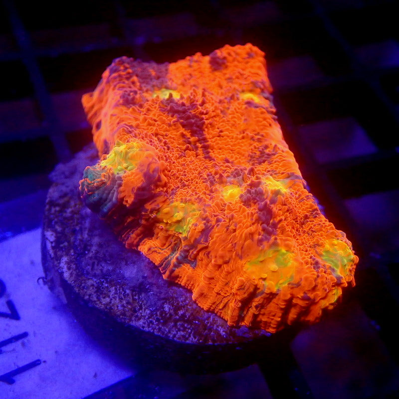 RAINBOW Chalice Coral WYSIWYG Chalice 1123