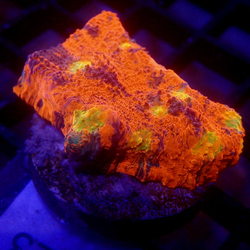 RAINBOW Chalice Coral WYSIWYG Chalice 1123