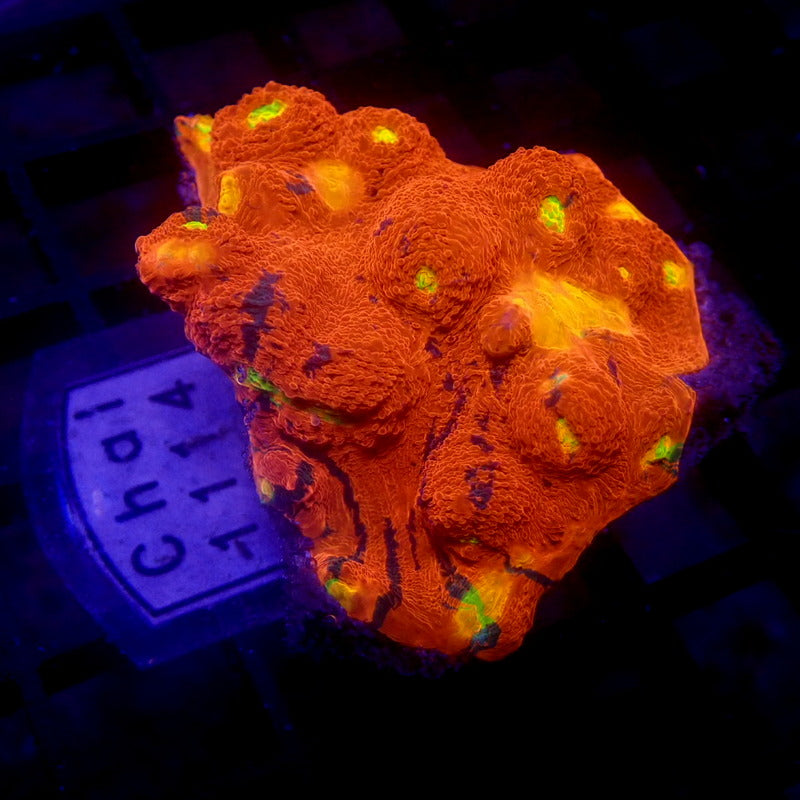 LARGE Rainbow Chalice Frag WYSIWYG Chal 1114