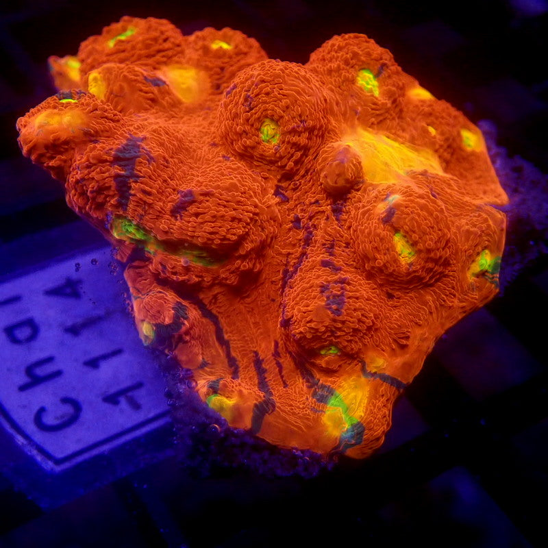 LARGE Rainbow Chalice Frag WYSIWYG Chal 1114