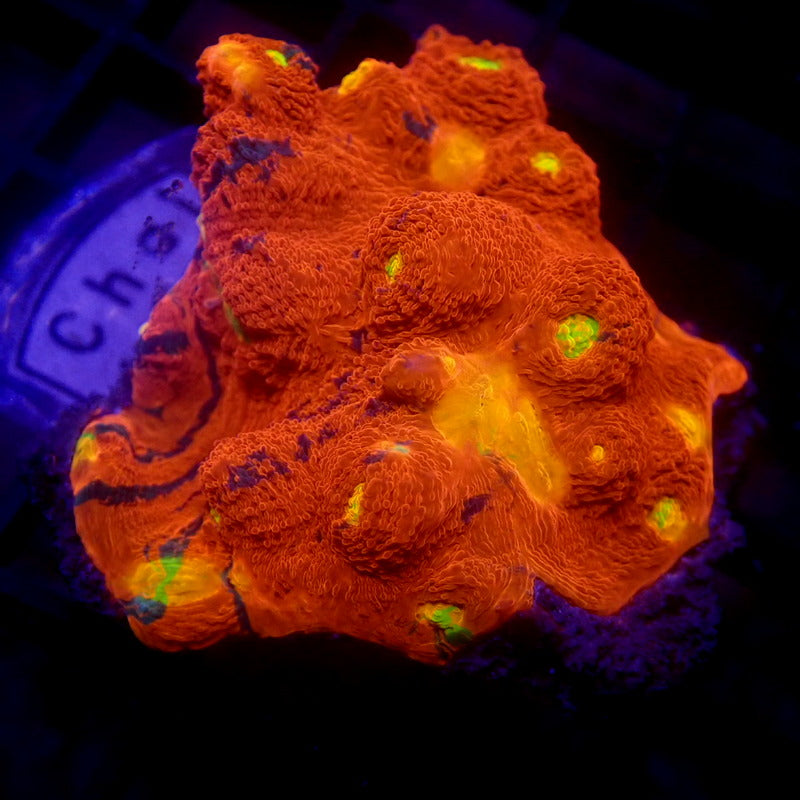 LARGE Rainbow Chalice Frag WYSIWYG Chal 1114