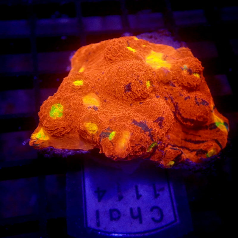 LARGE Rainbow Chalice Frag WYSIWYG Chal 1114