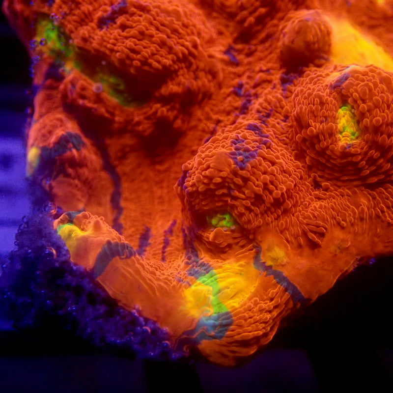 LARGE Rainbow Chalice Frag WYSIWYG Chal 1114