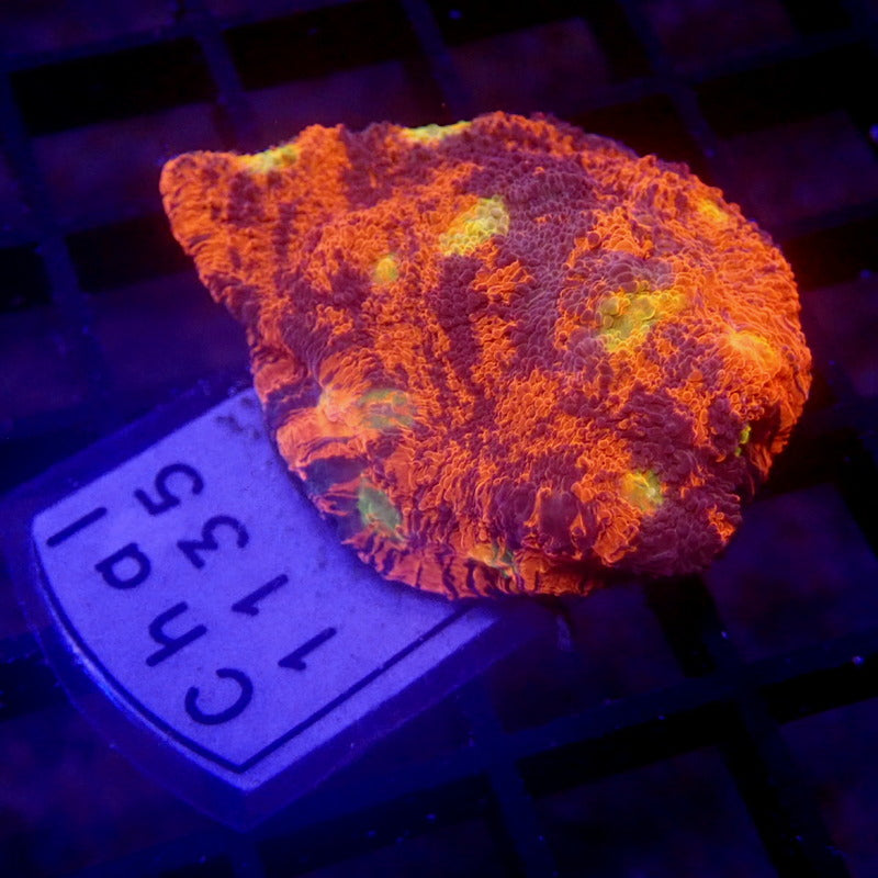 RAINBOW Chalice Coral Frag WYSIWYG Chal 1135