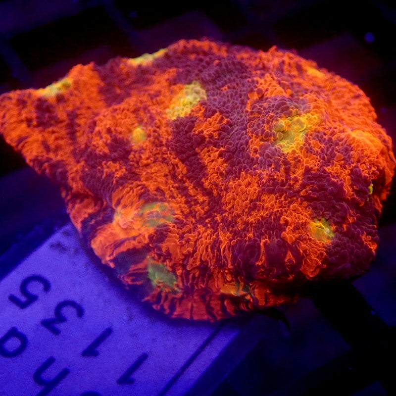 RAINBOW Chalice Coral Frag WYSIWYG Chal 1135