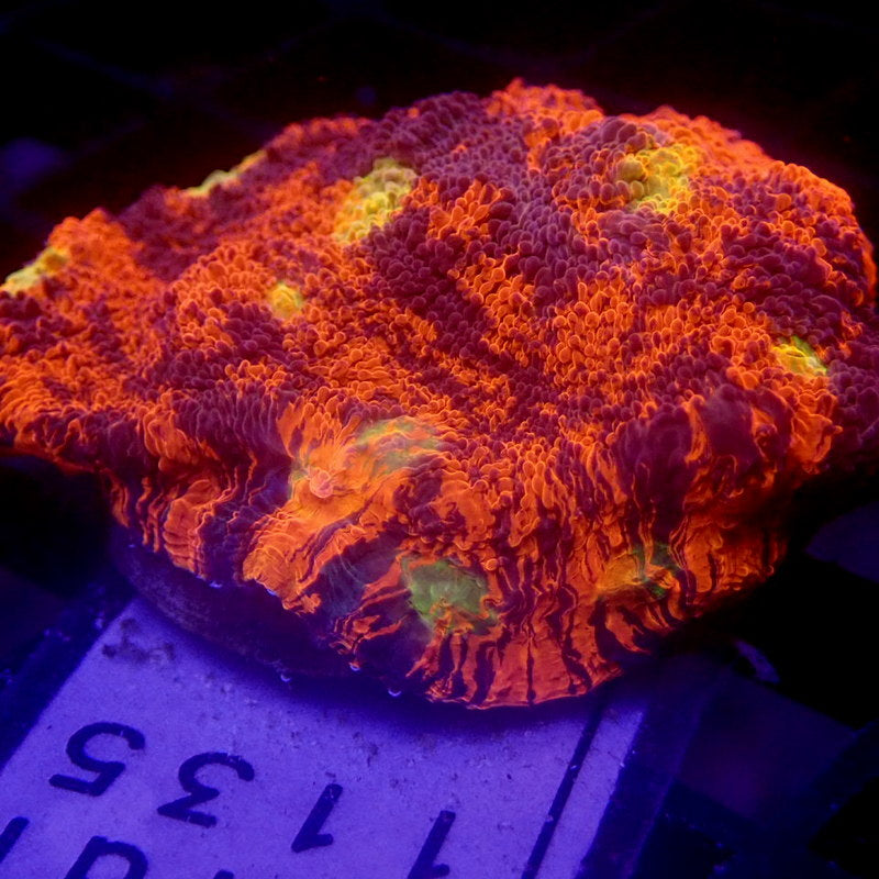 RAINBOW Chalice Coral Frag WYSIWYG Chal 1135