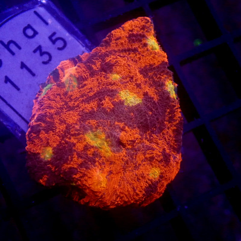 RAINBOW Chalice Coral Frag WYSIWYG Chal 1135