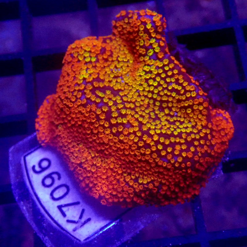 Rainbow Montipora Frag WYSIWYG K7096