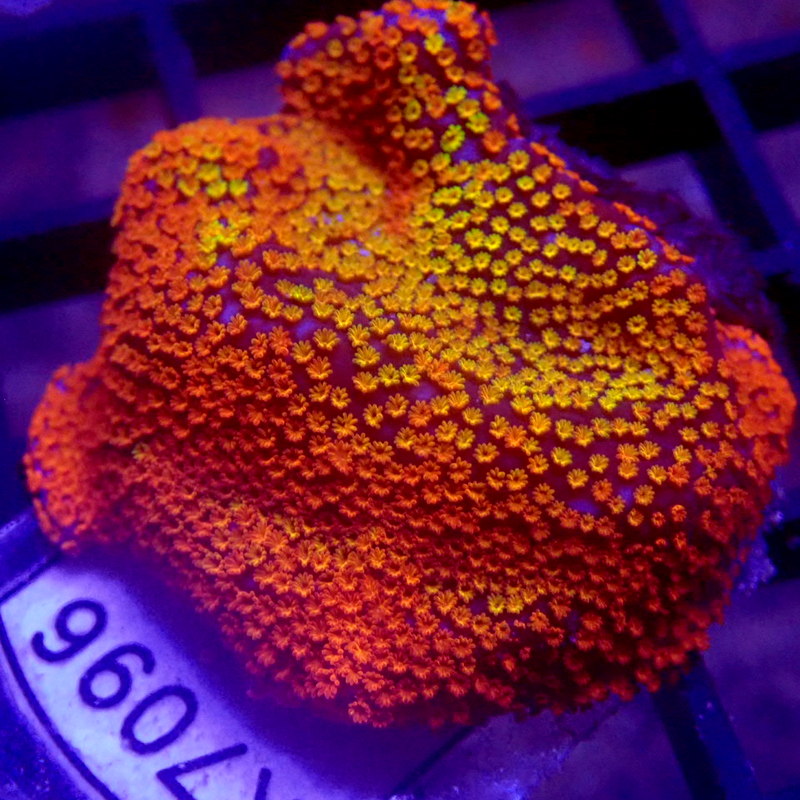 Rainbow Montipora Frag WYSIWYG K7096