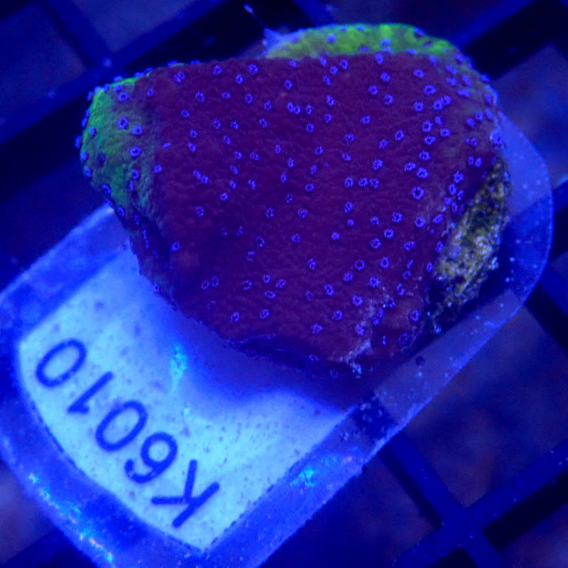 Blue Montipora Frag WYSIWYG K6010