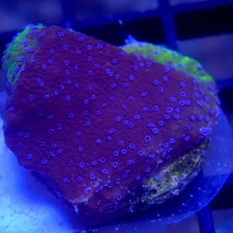 Blue Montipora Frag WYSIWYG K6010
