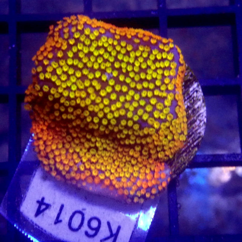 Rainbow Montipora Frag WYSIWYG K6014