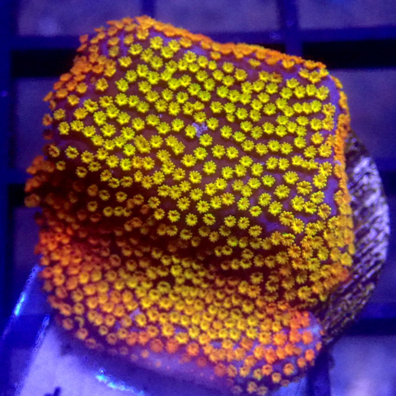 Rainbow Montipora Frag WYSIWYG K6014