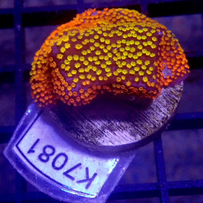 Rainbow Montipora Frag WYSIWYG K7081
