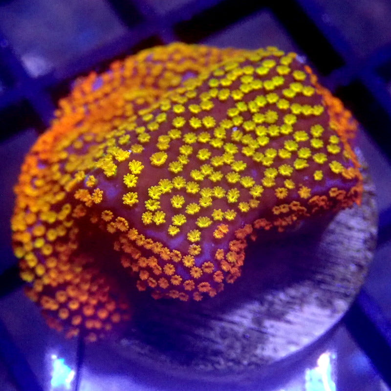 Rainbow Montipora Frag WYSIWYG K7081
