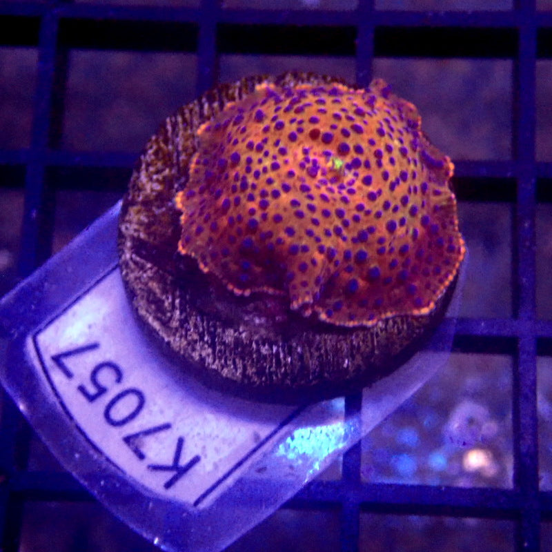 Pink with Blue Spots Mushroom WYSIWYG K7057