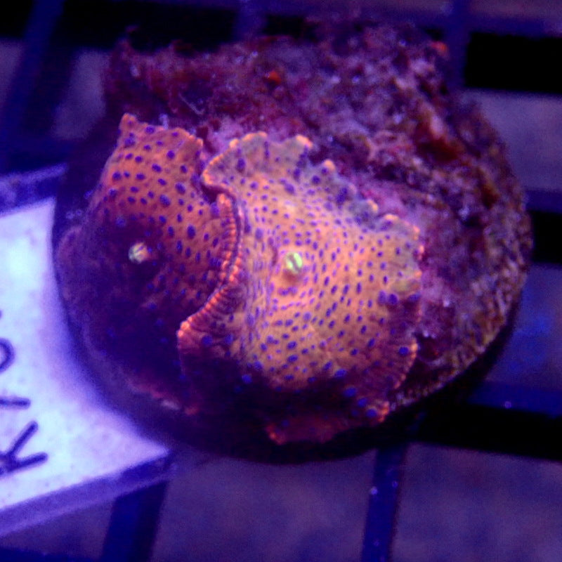 Pink with Blue Spots Mushrooms WYSIWYG K7073