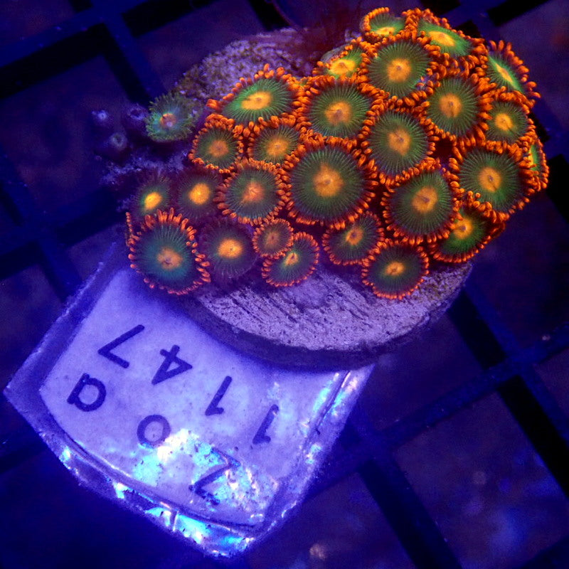 Gatorade Zoanthids WYSIWYG Zoa 1147