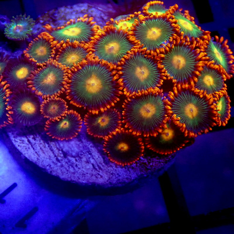 Gatorade Zoanthids WYSIWYG Zoa 1147