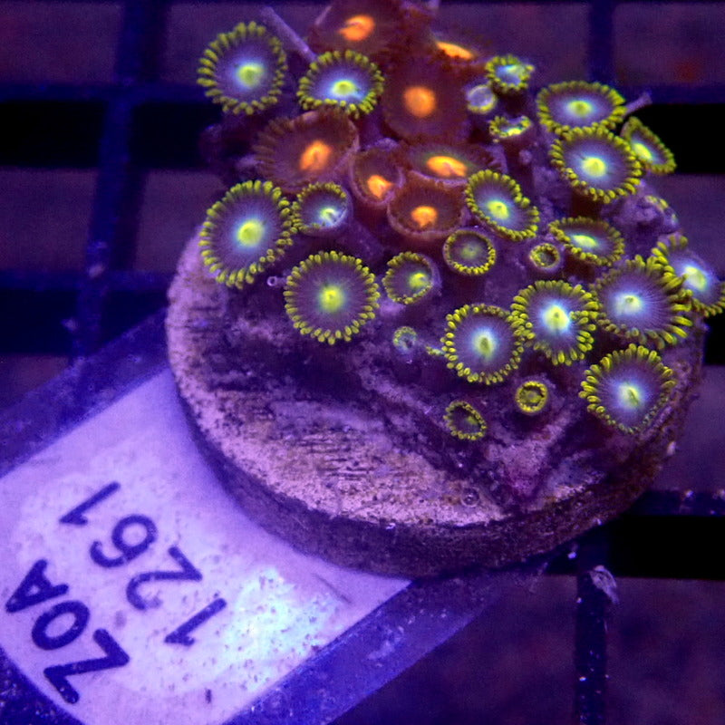 Combo Zoanthid Frag WYSIWYG Zoa 1261