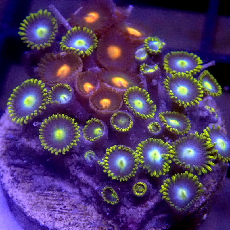 Combo Zoanthid Frag WYSIWYG Zoa 1261