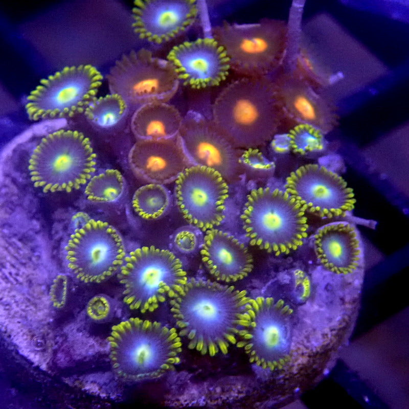 Combo Zoanthid Frag WYSIWYG Zoa 1261