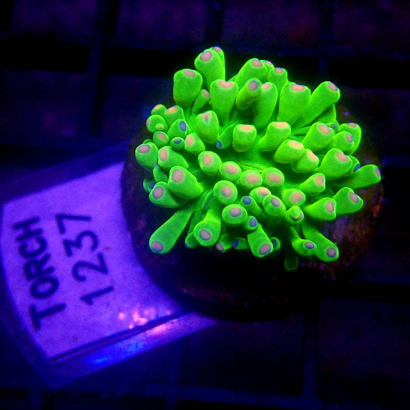 Malaysian Cotton Candy Torch TINY HEAD WYSIWYG Torch 1237