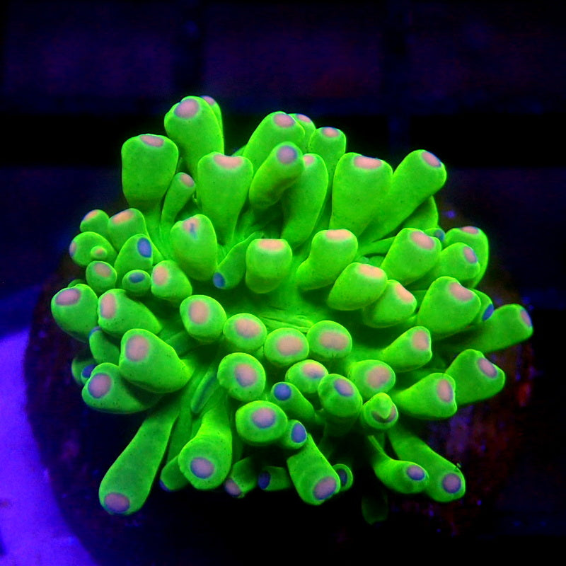 Malaysian Cotton Candy Torch TINY HEAD WYSIWYG Torch 1237