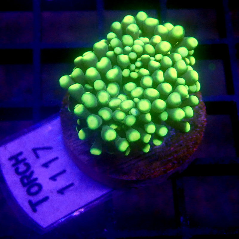 Green Torch TINY HEAD WYSIWYG Torch 1117
