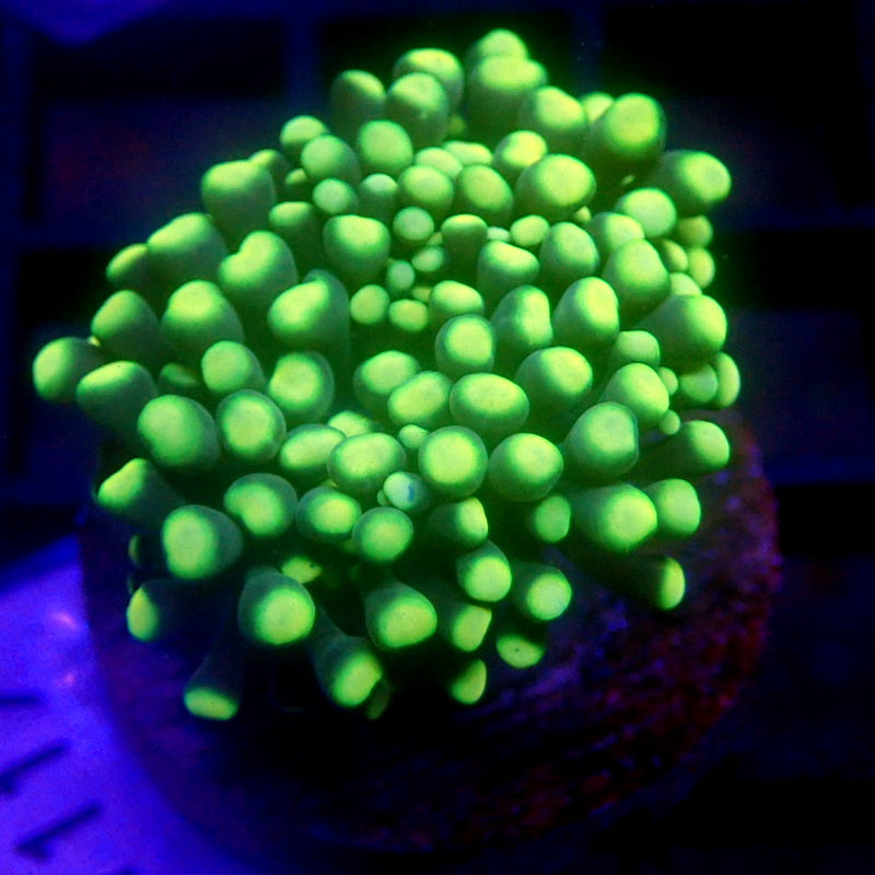 Green Torch TINY HEAD WYSIWYG Torch 1117