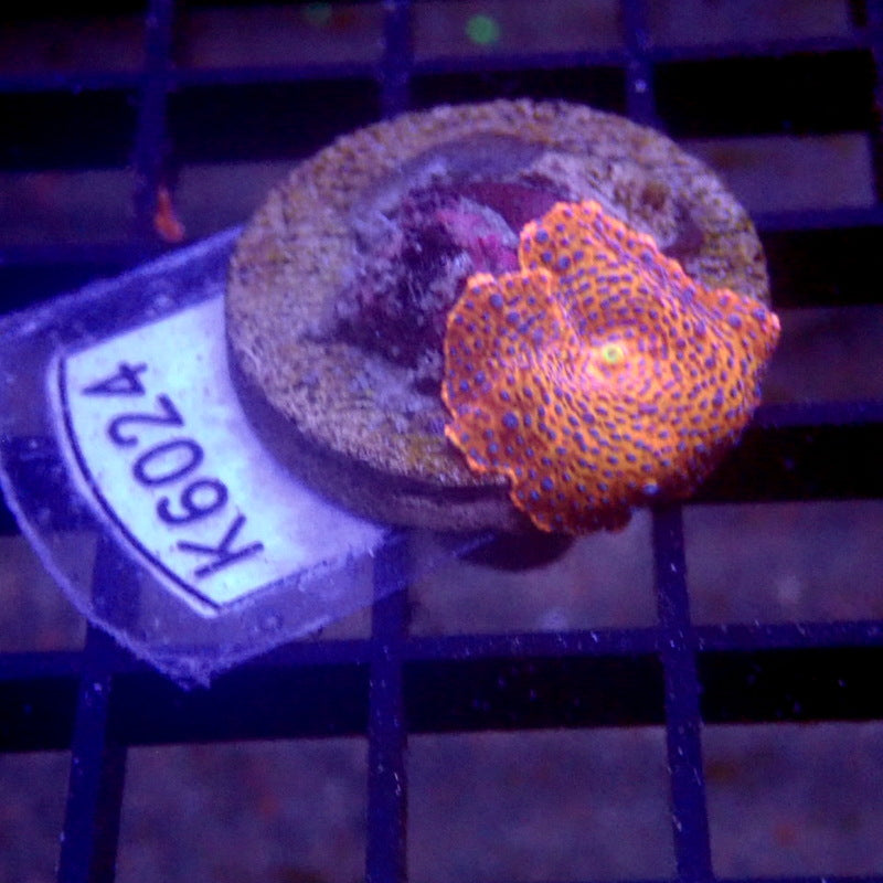 Pink with Blue Spot Mushroom WYSIWYG K6024