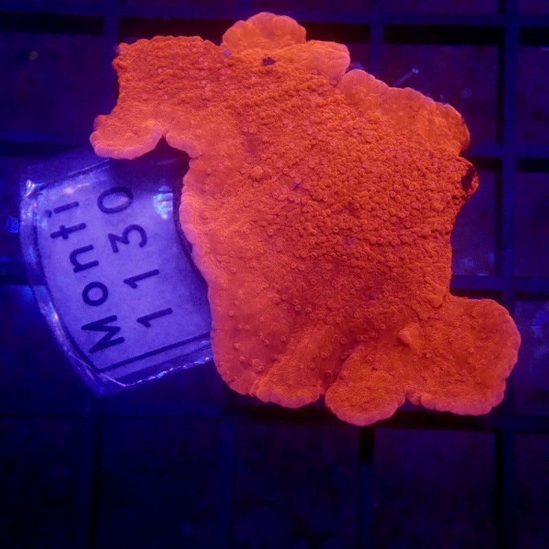 Red Montipora Frag WYSIWYG Monti 1130
