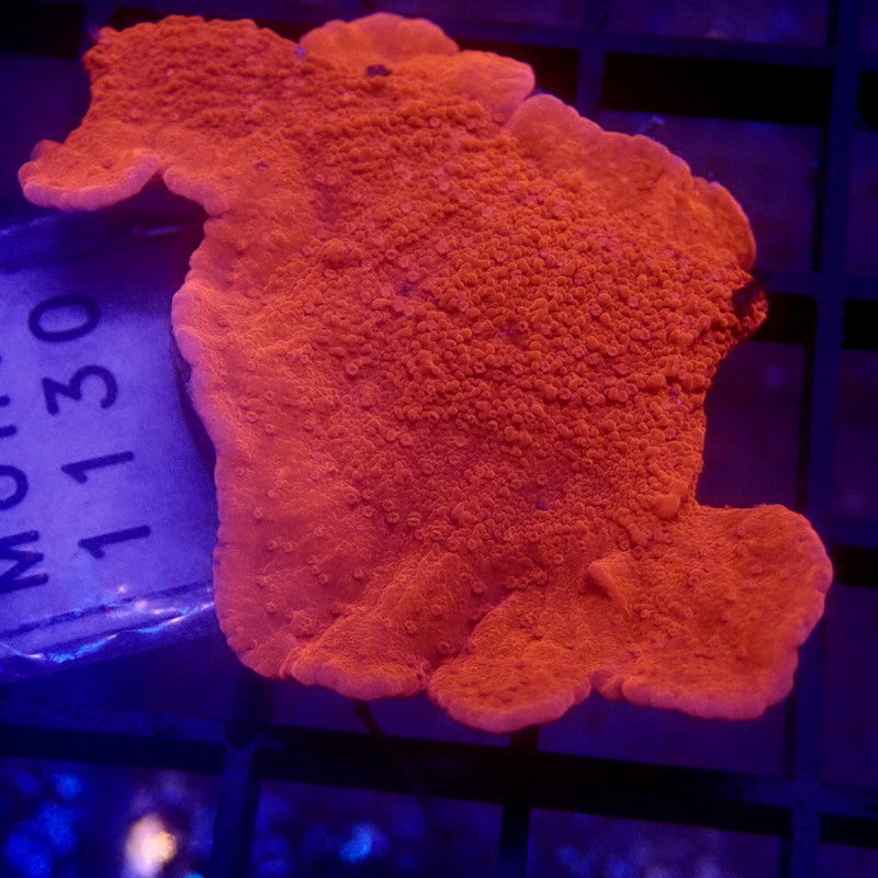 Red Montipora Frag WYSIWYG Monti 1130