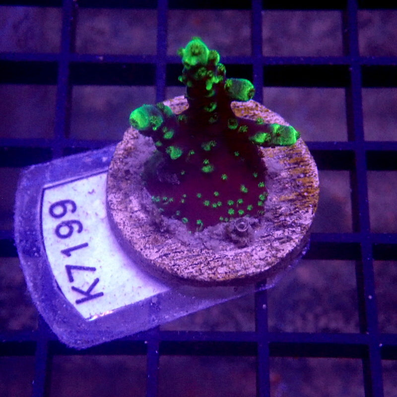 Blue & Green Acropora Frag WYSIWYG K7199
