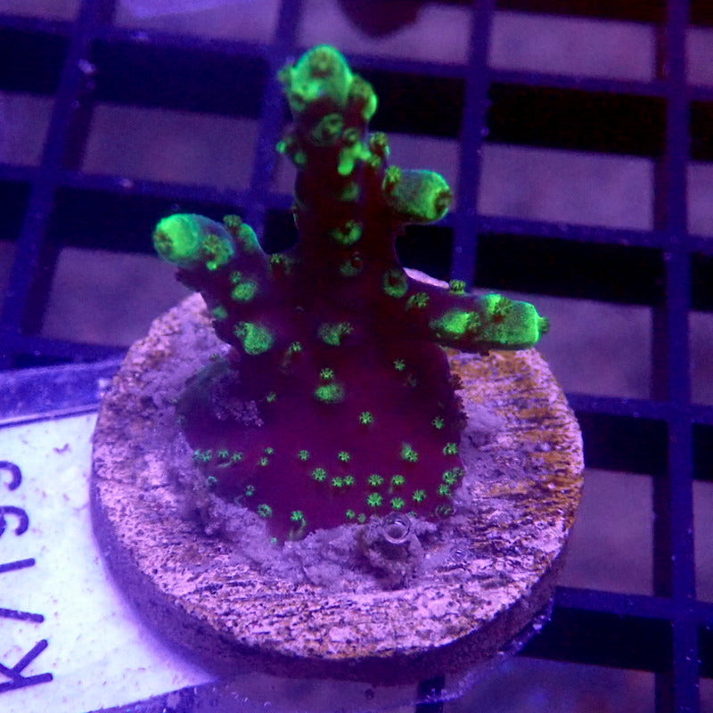 Blue & Green Acropora Frag WYSIWYG K7199