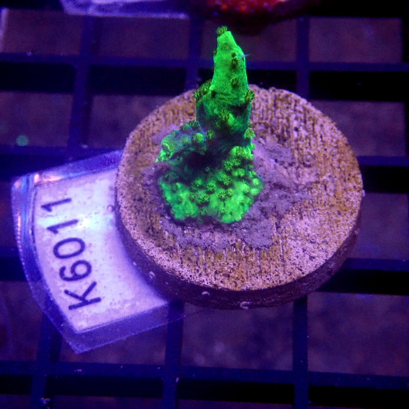 Green Acropora Frag WYSIWYG K6011
