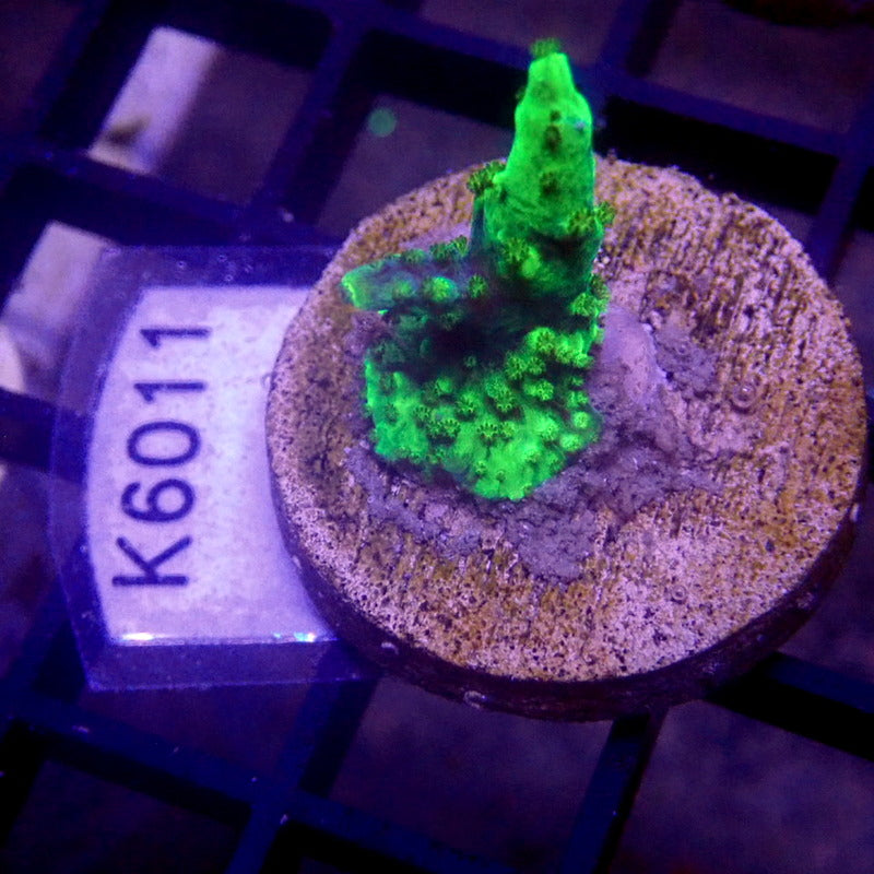 Green Acropora Frag WYSIWYG K6011