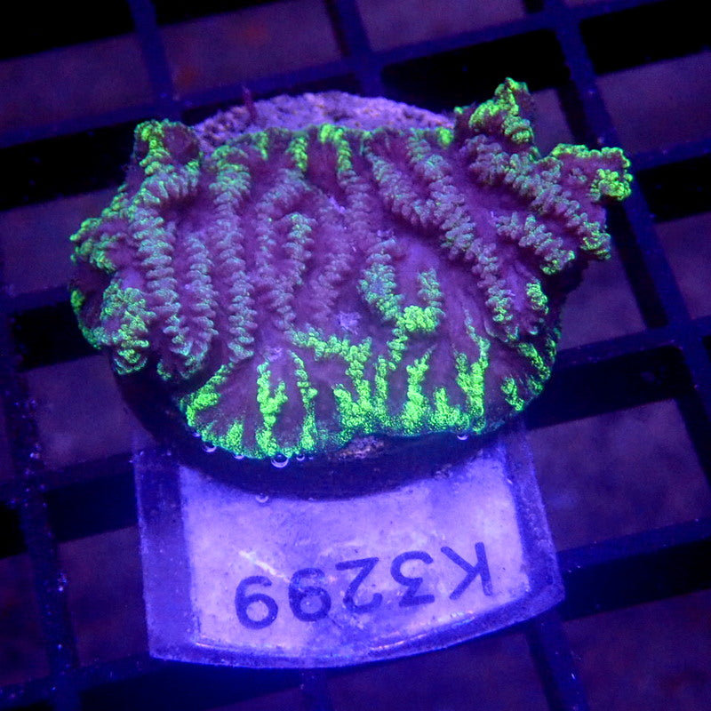 Neon Green Rim Merulina WYSIWYG K3299