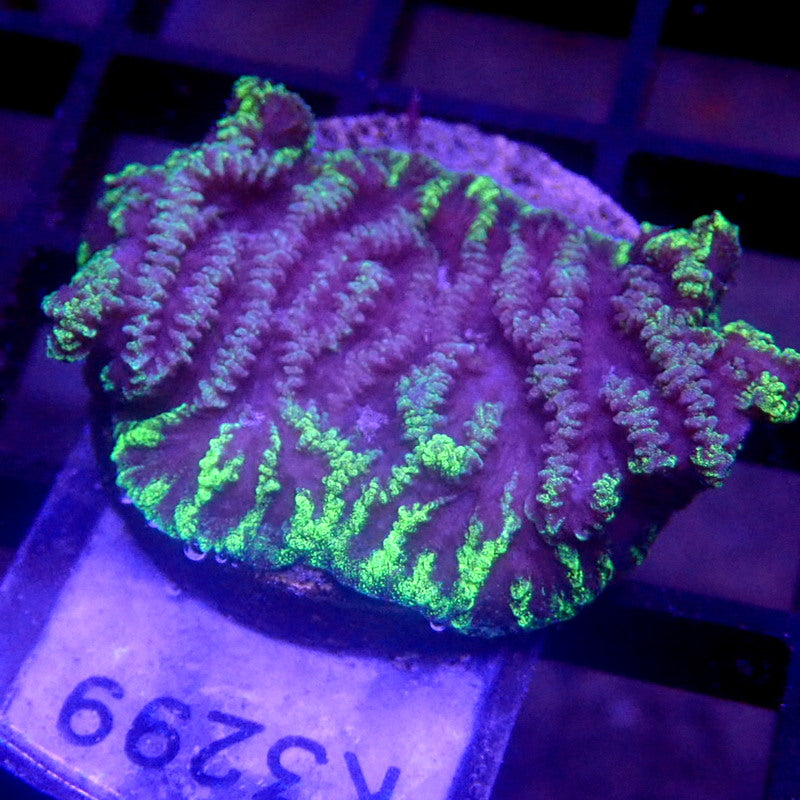 Neon Green Rim Merulina WYSIWYG K3299