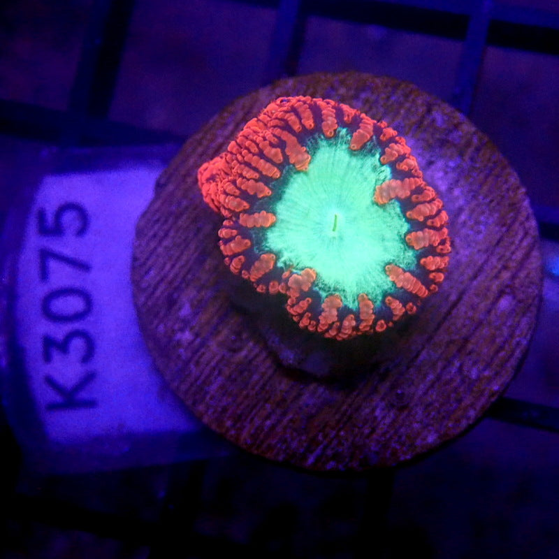 Red & Green Blastomussa WYSIWYG K3075