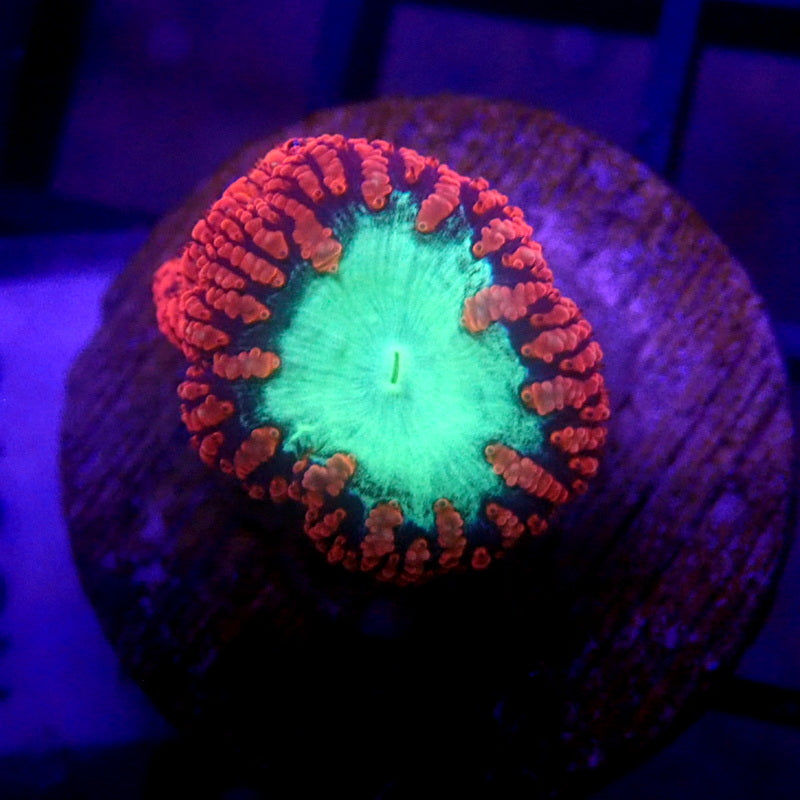 Red & Green Blastomussa WYSIWYG K3075
