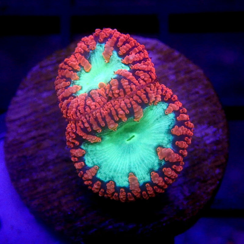 Red & Green Blastomussa WYSIWYG K7080